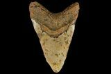 Bargain, Fossil Megalodon Tooth - North Carolina #109796-2